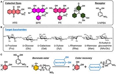 Corrigendum: A Saccharide Chemosensor Array Developed Based on an Indicator Displacement Assay Using a Combination of Commercially Available Reagents